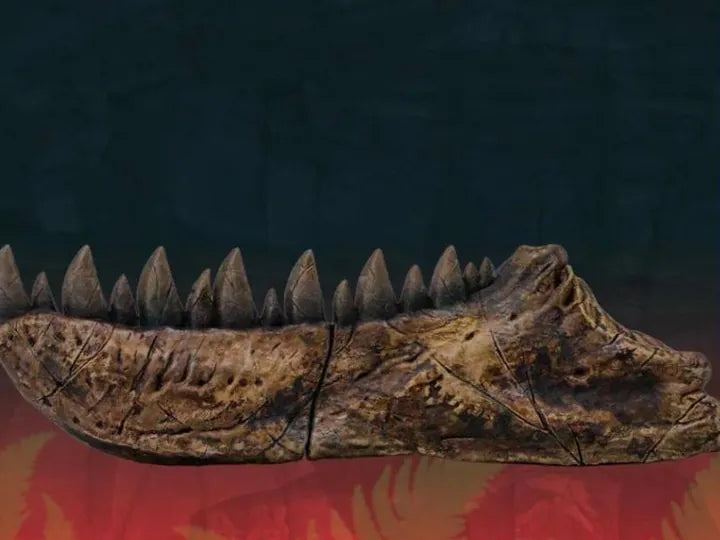 The Jawbone Gauge, a measuring tool shaped like a predator's jaw